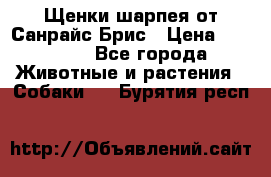 Щенки шарпея от Санрайс Брис › Цена ­ 30 000 - Все города Животные и растения » Собаки   . Бурятия респ.